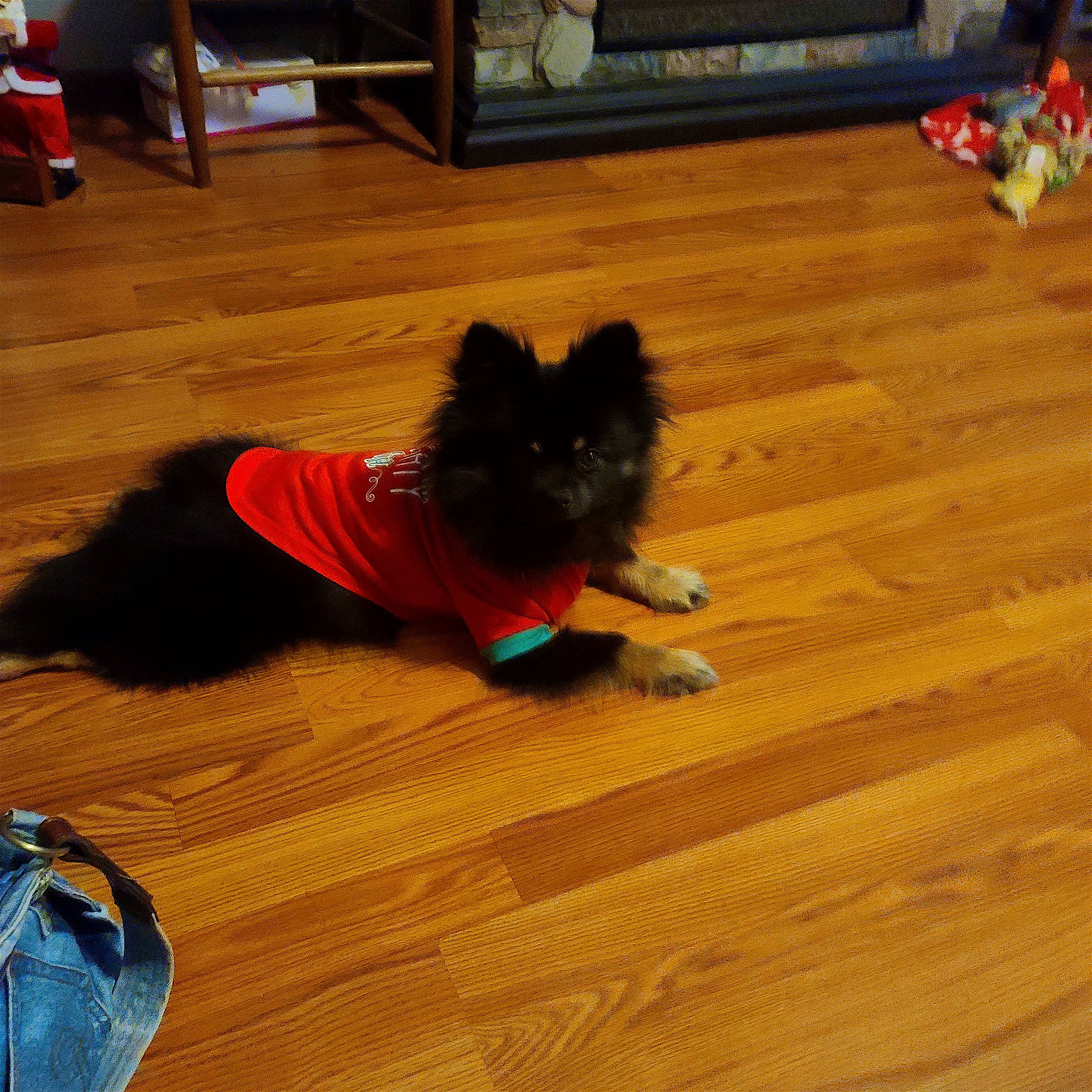 Captain is registered to the contest to win money with this photo: canidae, carnivore, companion_dog, dog, dog_breed, dog_clothes, dog_supply, fawn, floor, flooring, hardwood, laminate_flooring, plank, snout, tail, toy_dog, wood, wood_flooring, wood_stain, working_animal