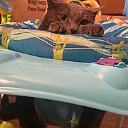 Ashes is registered to the contest to win money with this photo: baby_activity_seat, cardboard_box, cat, curious, cushion, cute, domestic_animal, feline, floor, gray_cat, household, indoor, looking, paws, pet, playful, resting, toy, wide_eyes, wooden_floor