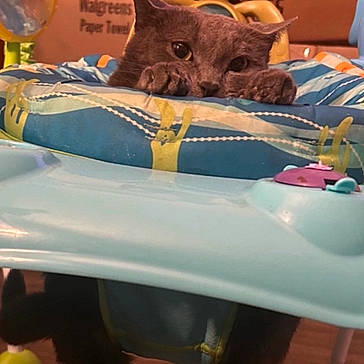 Ashes is registered to the contest to win money with this photo: baby_activity_seat, cardboard_box, cat, curious, cushion, cute, domestic_animal, feline, floor, gray_cat, household, indoor, looking, paws, pet, playful, resting, toy, wide_eyes, wooden_floor