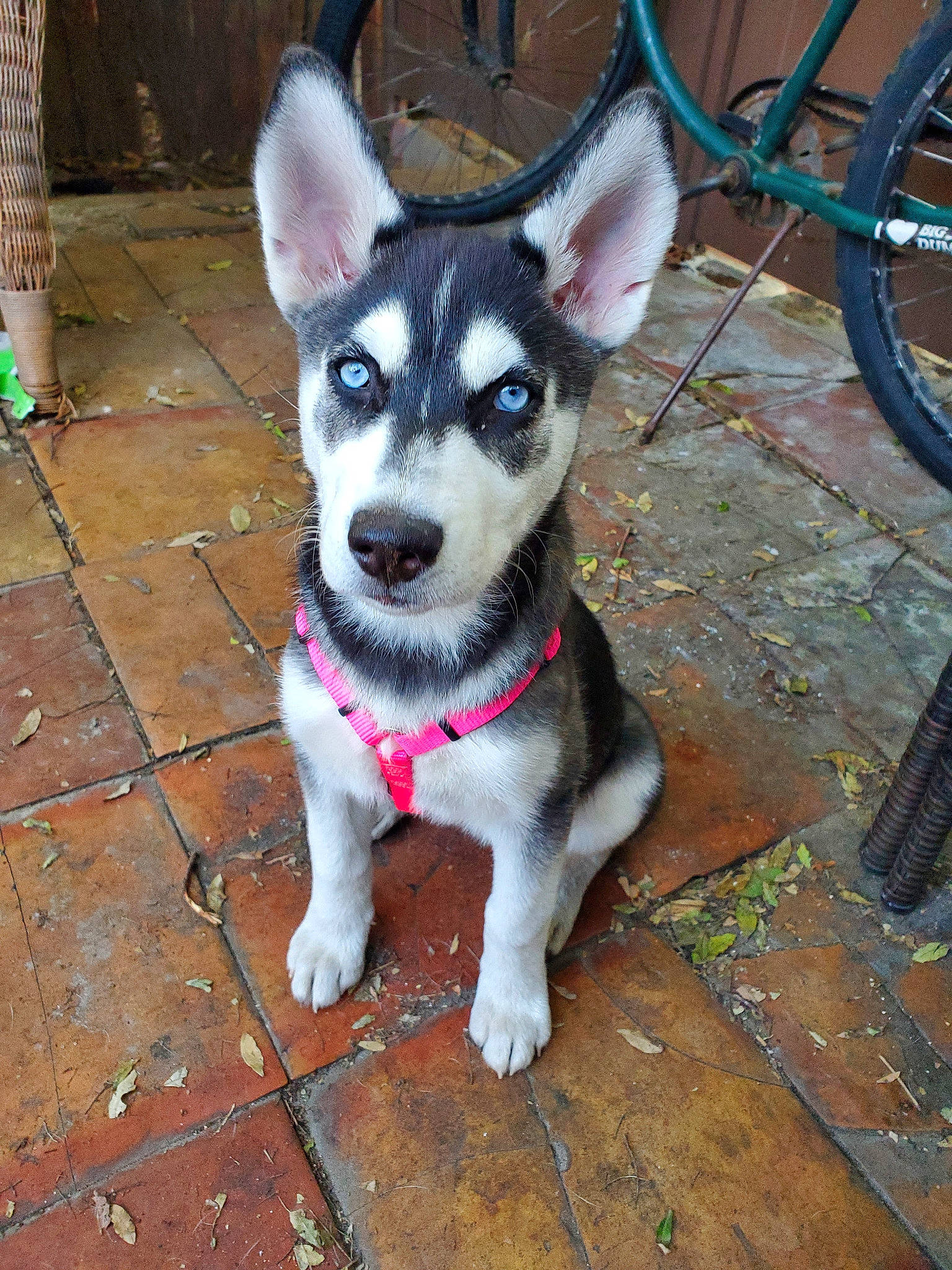 Freyja joined the competition — help win amazing prizes! bicycle, bicycle_tire, bicycle_wheel, canidae, carnivore, companion_dog, dog, dog_breed, dog_supply, fawn, flooring, fur, sled_dog, snout, sporting_group, tail, tire, wheel, wood, working_animal