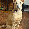 dog, tan_dog, large_ears, sitting, wooden_floor, indoor, pet, collar, crate, furniture, animal, canine, looking_at_camera, ears_up, alert, domestic_dog, flooring, wood_texture, household, home
