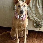 Roo is registered to the contest to win money with this photo: animal, calm, camouflage_jacket, clothing, companion, dog, domestic_animal, ears_up, floor, fur, headphones, household, indoor, looking_at_camera, pet, portrait, sitting, tan_dog, wall, wooden_floor