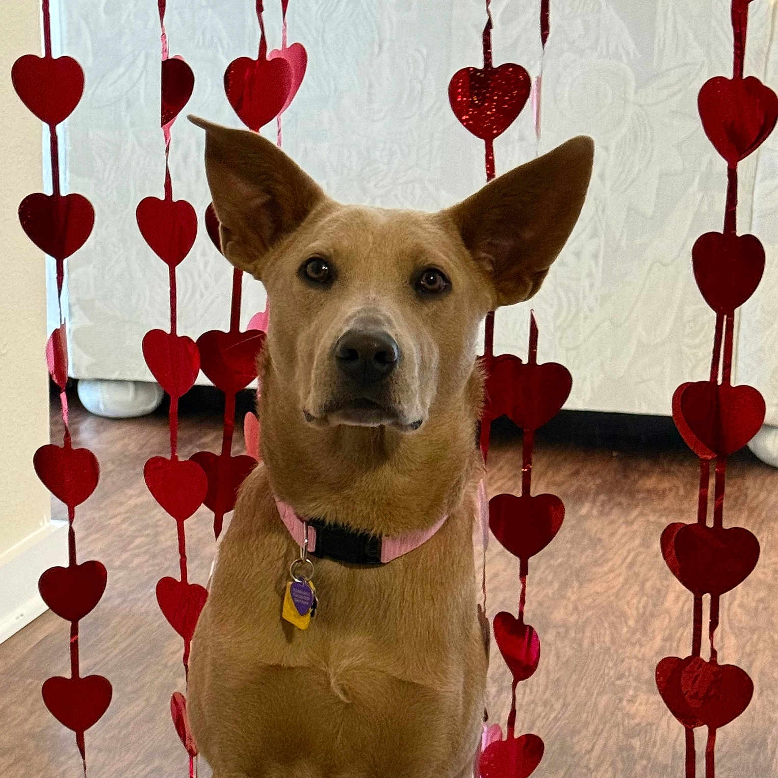 Roo is registered to the contest to win money with this photo: dog, pet, ears, heart, decoration, indoor, floor, collar, tag, furniture, couch, brown, cute, animal, portrait, looking, sitting, love, valentine, string