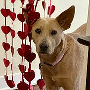 Roo is registered to the contest to win money with this photo: dog, pet, indoor, heart_decorations, curious, brown_fur, collar, portrait, floor, wall, decoration, valentines_day, cute, animal, ears, looking, standing, house, domestic, friendly