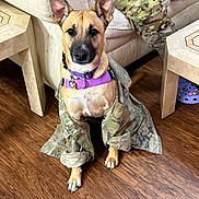 Shirley joined the competition — help win amazing prizes! dog, indoor, wooden_floor, couch, camouflage_jacket, purple_collar, pet, sitting, animal, person, camouflage_pants, furniture, table, footwear, home, flooring, cute, domestic_animal, companion, relaxed