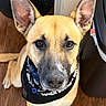 Shirley is registered to the contest to win money with this photo: alert, animal, bandana, black_bandana, brown_fur, canine, close_up, curious, dog, domestic_animal, ears, ears_up, floor, indoor, looking_up, pet, portrait, sitting, trash_can, wood_floor