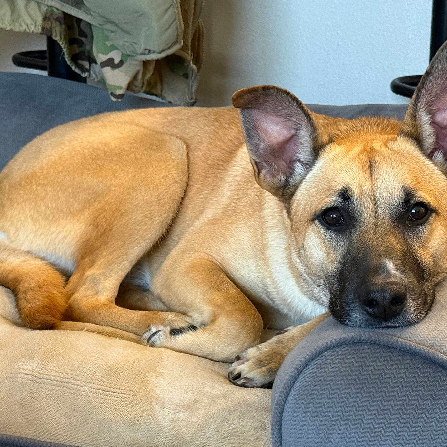 Shirley is registered to the contest to win money with this photo: dog, couch, indoor, resting, beige, fur, ears, face, paw, armrest, relaxed, pet, canine, home, furniture, looking, comfortable, animal, cozy, lying_down