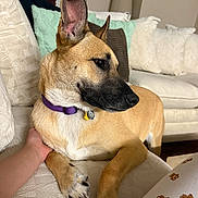 Shirley is registered to the contest to win money with this photo: canine, close_up, comfort, companion, couch, dog, domestic_animal, ears_up, furniture, hand, home, indoor, living_room, looking_away, pet, pillows, purple_collar, relaxed, resting, tan_coat