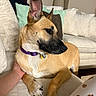 canine, close_up, comfort, companion, couch, dog, domestic_animal, ears_up, furniture, hand, home, indoor, living_room, looking_away, pet, pillows, purple_collar, relaxed, resting, tan_coat