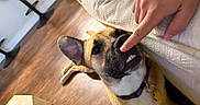 Shirley is registered to the contest to win money with this photo: animal, brown_dog, collar, couch, dog, ear, finger, floor, funny_expression, home, indoor, nose, person, pet, playful, relaxed, tag, teeth, touch, wooden_floor