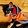 Gucci a rejoint le concours — aidez-le/la à gagner de superbes lots ! animal, black_and_tan, clothing, cute, dog, domestic_animal, ears, fur, indoor, leather_surface, looking_down, orange_jacket, paw, pet, portrait, puppy, sitting, small_dog, wooden_wall, young_dog