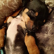 Gucci a rejoint le concours — aidez-le/la à gagner de superbes lots ! adorable, animal, blanket, closed_eyes, comfort, cozy, cute, dog, fluffy, fur, indoor, paw, pet, puppy, relaxed, resting, sleeping, small, snout, soft