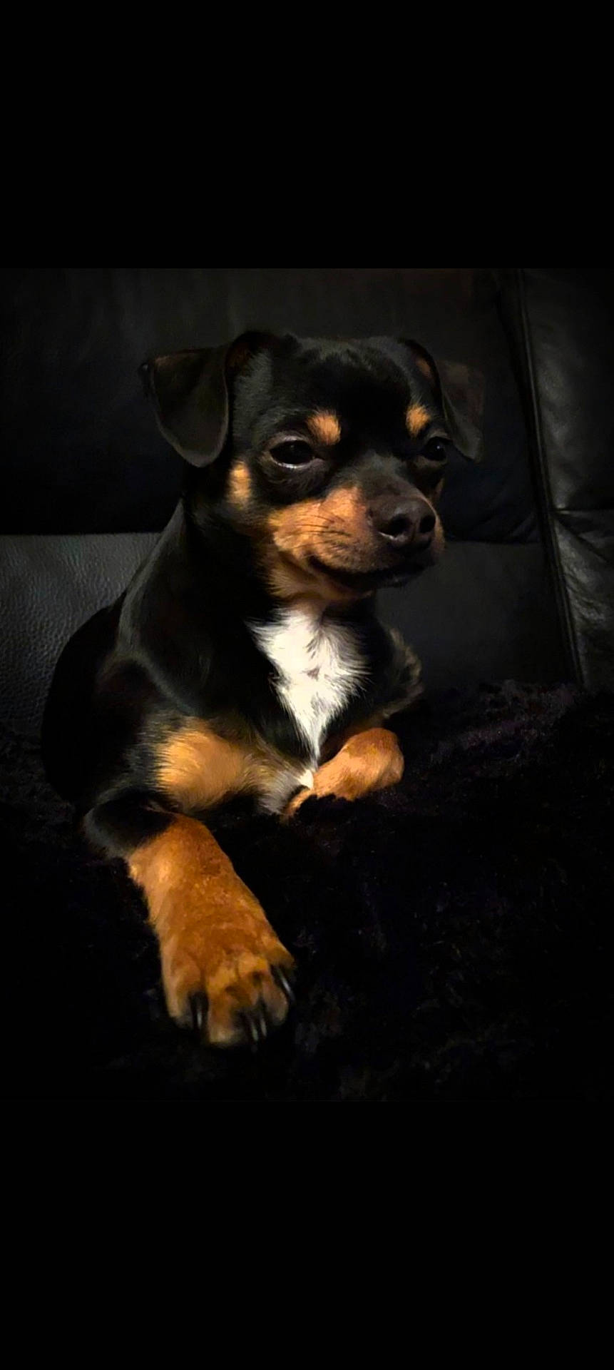 Gucci a rejoint le concours — aidez-le/la à gagner de superbes lots ! animal, black_dog, canine, closeup, companion, cozy, cute, dog, domestic_animal, fur, indoor, looking_away, paw, pet, portrait, relaxed, sitting, small_dog, tan_markings, white_chest