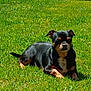 Gucci participe au concours pour gagner de l'argent avec cette photo : animal, black, canine, daytime, dog, ears, fur, grass, lawn, lying_down, muzzle, nature, outdoor, pet, relaxed, small_dog, snout, summer, sunlight, tan