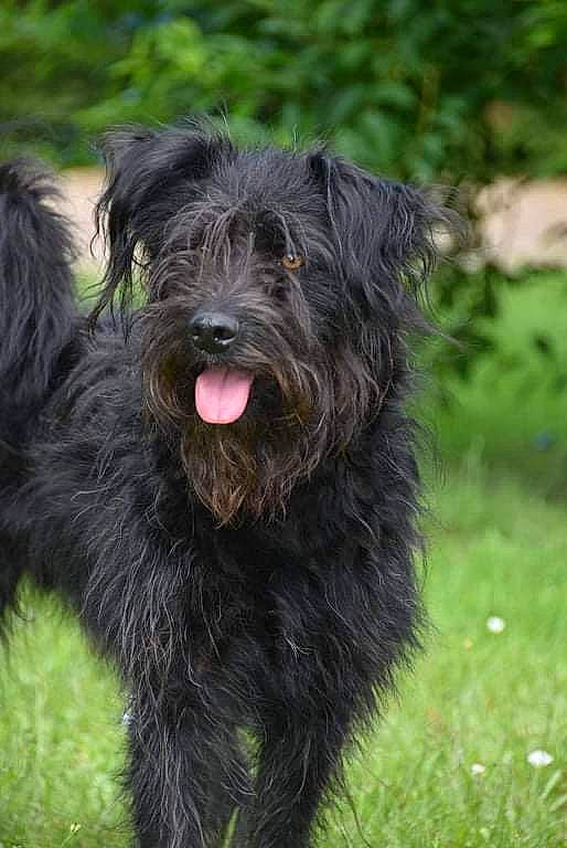 Dexter participe au concours pour gagner de l'argent avec cette photo : canidae, carnivore, companion_dog, dog, dog_breed, grass, liver, pudelpointer, small_terrier, snout, sporting_group, terrestrial_animal, terrier, water_dog, working_animal, working_dog