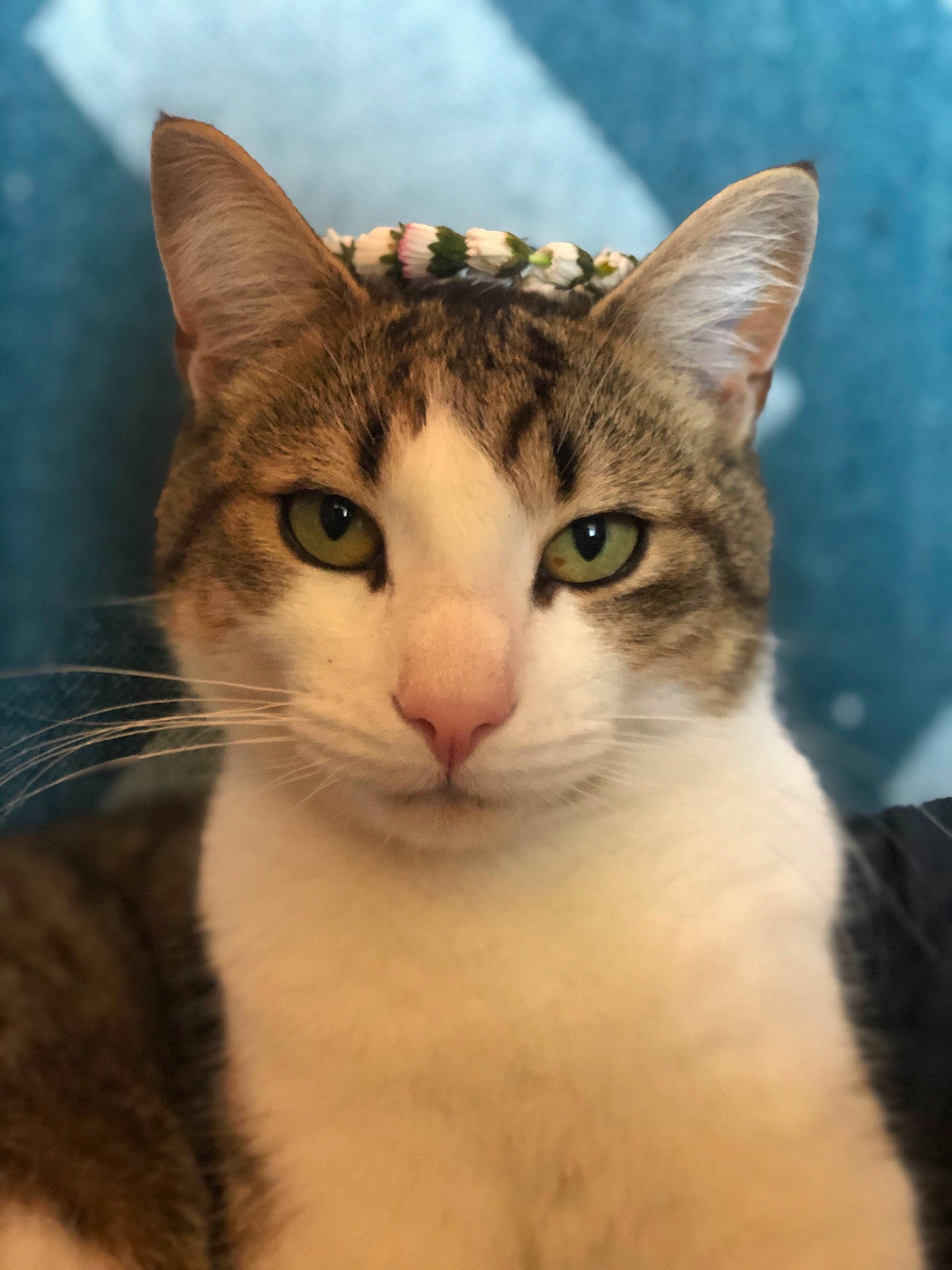 Freddy a rejoint le concours — aidez-le/la à gagner de superbes lots ! art, carnivore, cat, domestic_short_haired_cat, felidae, fur, iris, small_to_medium_sized_cats, snout, tree, whiskers, wildlife, window