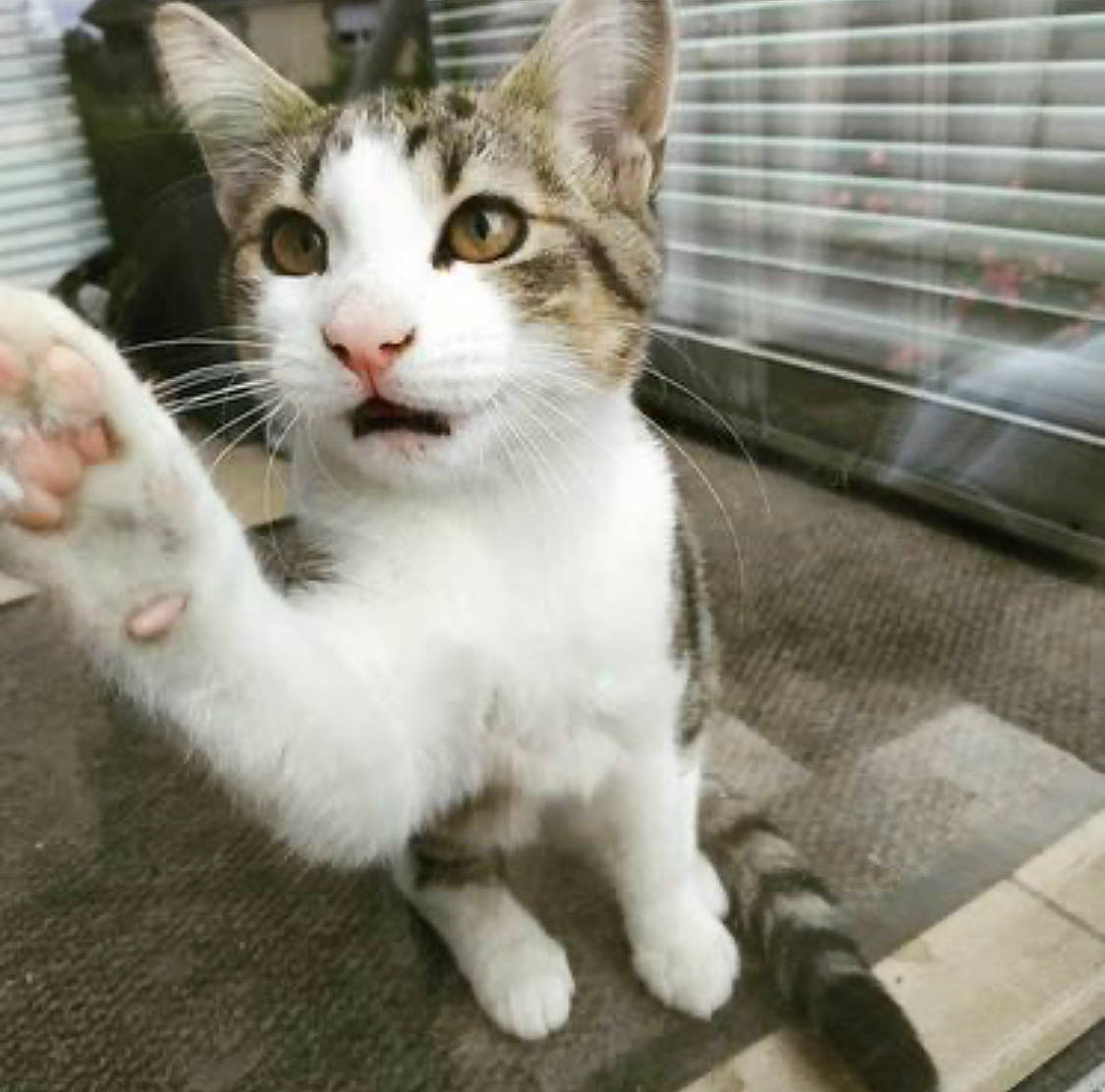 Freddy a rejoint le concours — aidez-le/la à gagner de superbes lots ! animal_shelter, carnivore, cat, claw, domestic_short_haired_cat, felidae, fur, mesh, paw, pet_supply, small_to_medium_sized_cats, snout, tail, whiskers, window