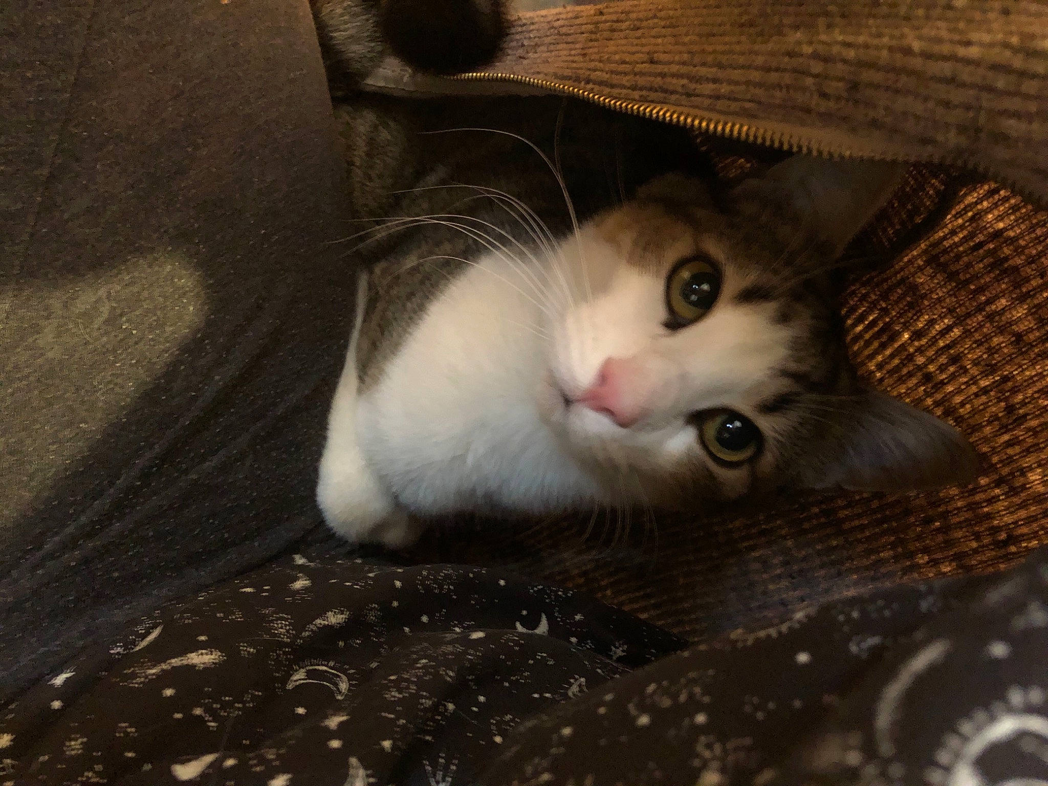 Freddy a rejoint le concours — aidez-le/la à gagner de superbes lots ! carnivore, cat, claw, domestic_short_haired_cat, eyelash, fawn, felidae, flooring, foot, fur, hat, paw, photo_caption, small_to_medium_sized_cats, snout, tail, whiskers, wood