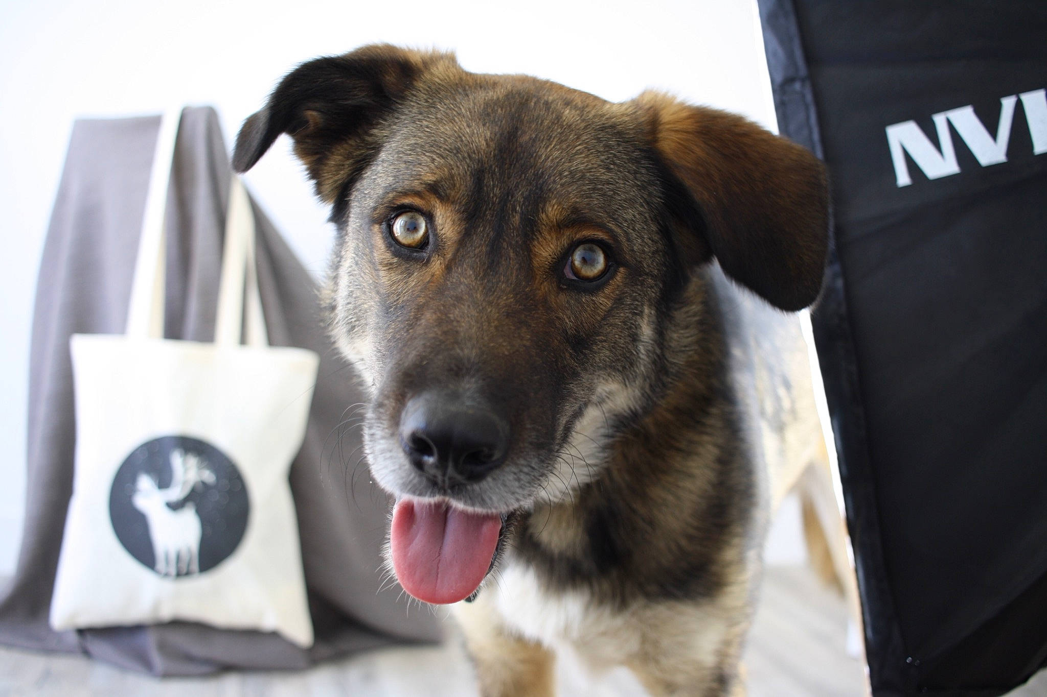 Slavko participe au concours pour gagner de l'argent avec cette photo : carnivore, collar, companion_dog, dog, dog_breed, fawn, fur, pet_supply, plant, serveware, sporting_group, street_dog, tableware, terrestrial_animal, terrier, whiskers, working_animal, working_dog