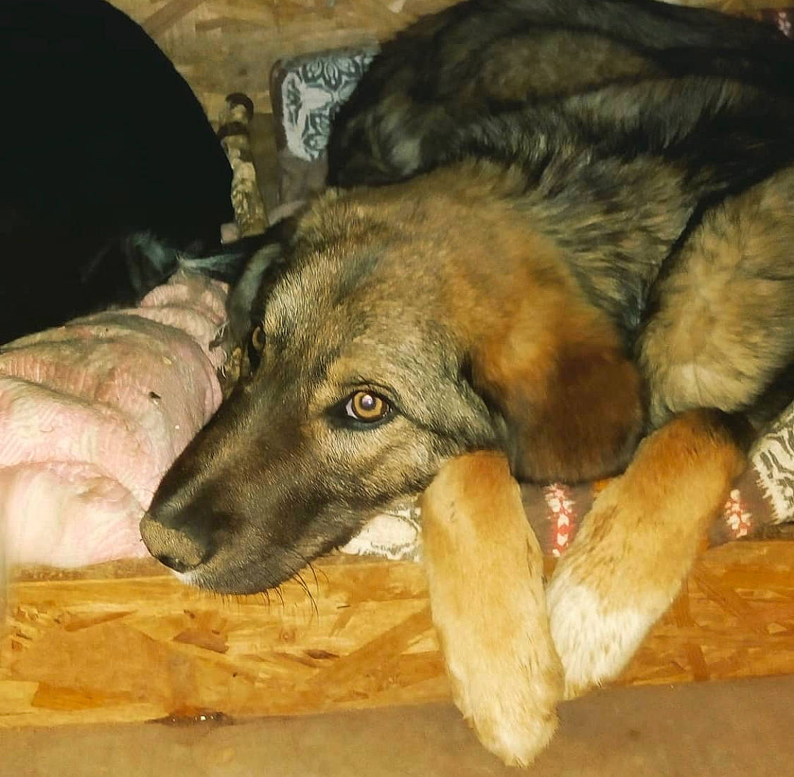 Slavko participe au concours pour gagner de l'argent avec cette photo : canidae, carnivore, companion_dog, dog, dog_breed, fawn, fur, german_shepherd_dog, guard_dog, herding_dog, old_german_shepherd_dog, snout, sporting_group, street_dog, terrestrial_animal, working_animal, working_dog