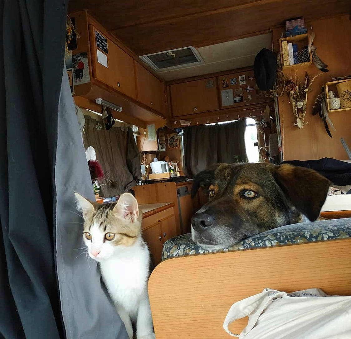 Slavko a rejoint le concours — aidez-le/la à gagner de superbes lots ! carnivore, cat, chair, collar, comfort, companion_dog, dog, dog_breed, door, fawn, felidae, flooring, house, mammal, picture_frame, snout, vertebrate, window, wood, working_animal