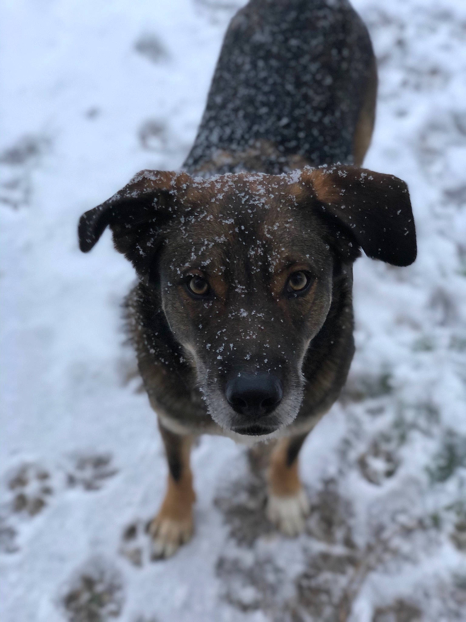 Slavko a rejoint le concours — aidez-le/la à gagner de superbes lots ! canidae, carnivore, companion_dog, dog, dog_breed, fawn, freezing, fur, hat, paw, precipitation, snout, snow, sporting_group, tail, terrestrial_animal, toy_dog, whiskers, winter, working_animal