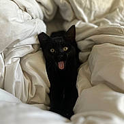 Spookie is registered to the contest to win money with this photo: black_cat, cat, pet, animal, feline, tongue_out, blanket, white_blanket, cozy, indoor, cute, fur, whiskers, bed, soft, resting, expression, eyes, ears, closeup