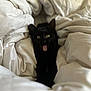 black_cat, cat, pet, animal, feline, tongue_out, blanket, white_blanket, cozy, indoor, cute, fur, whiskers, bed, soft, resting, expression, eyes, ears, closeup