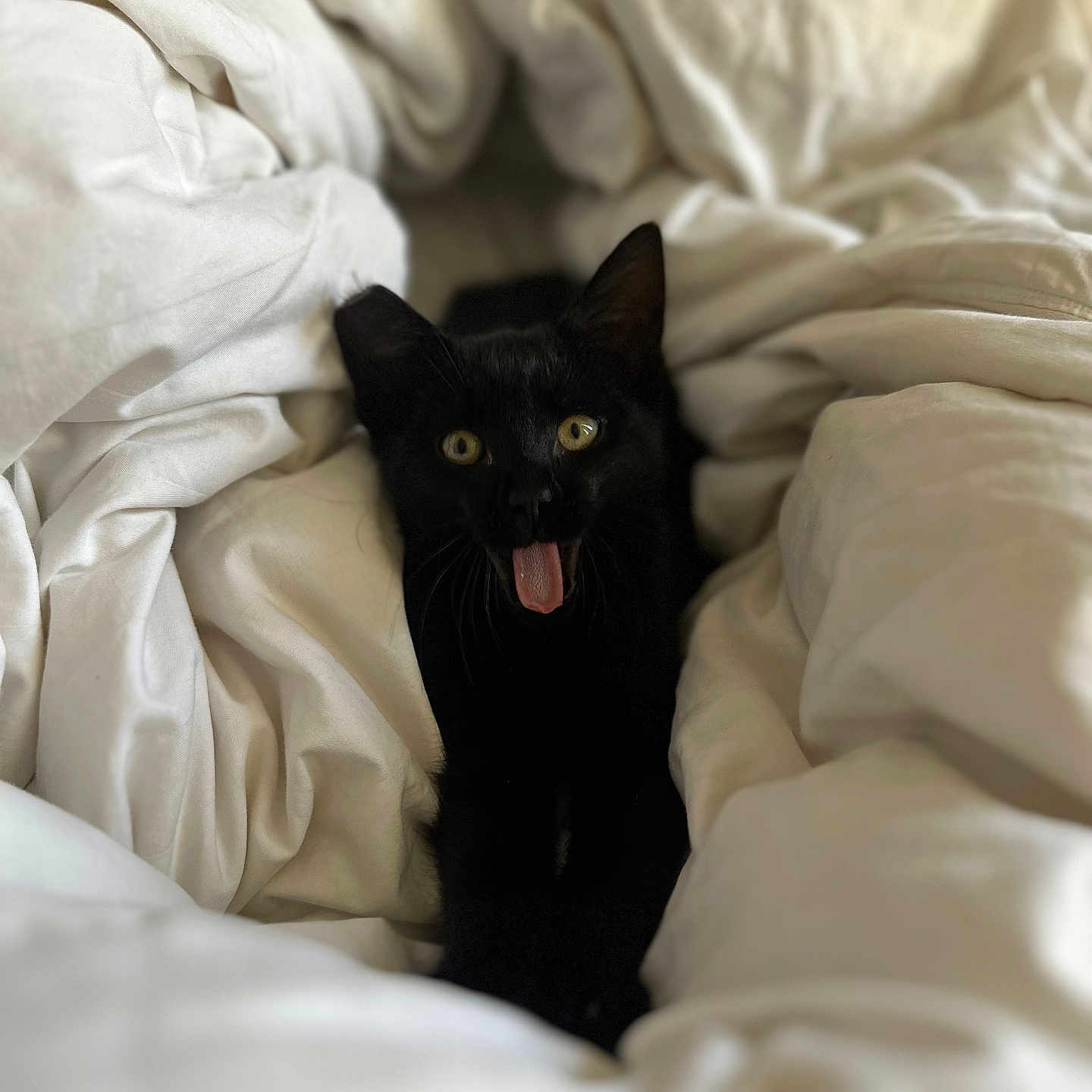 Spookie is registered to the contest to win money with this photo: animal, bed, black_cat, blanket, cat, closeup, cozy, cute, ears, expression, eyes, feline, fur, indoor, pet, resting, soft, tongue_out, whiskers, white_blanket