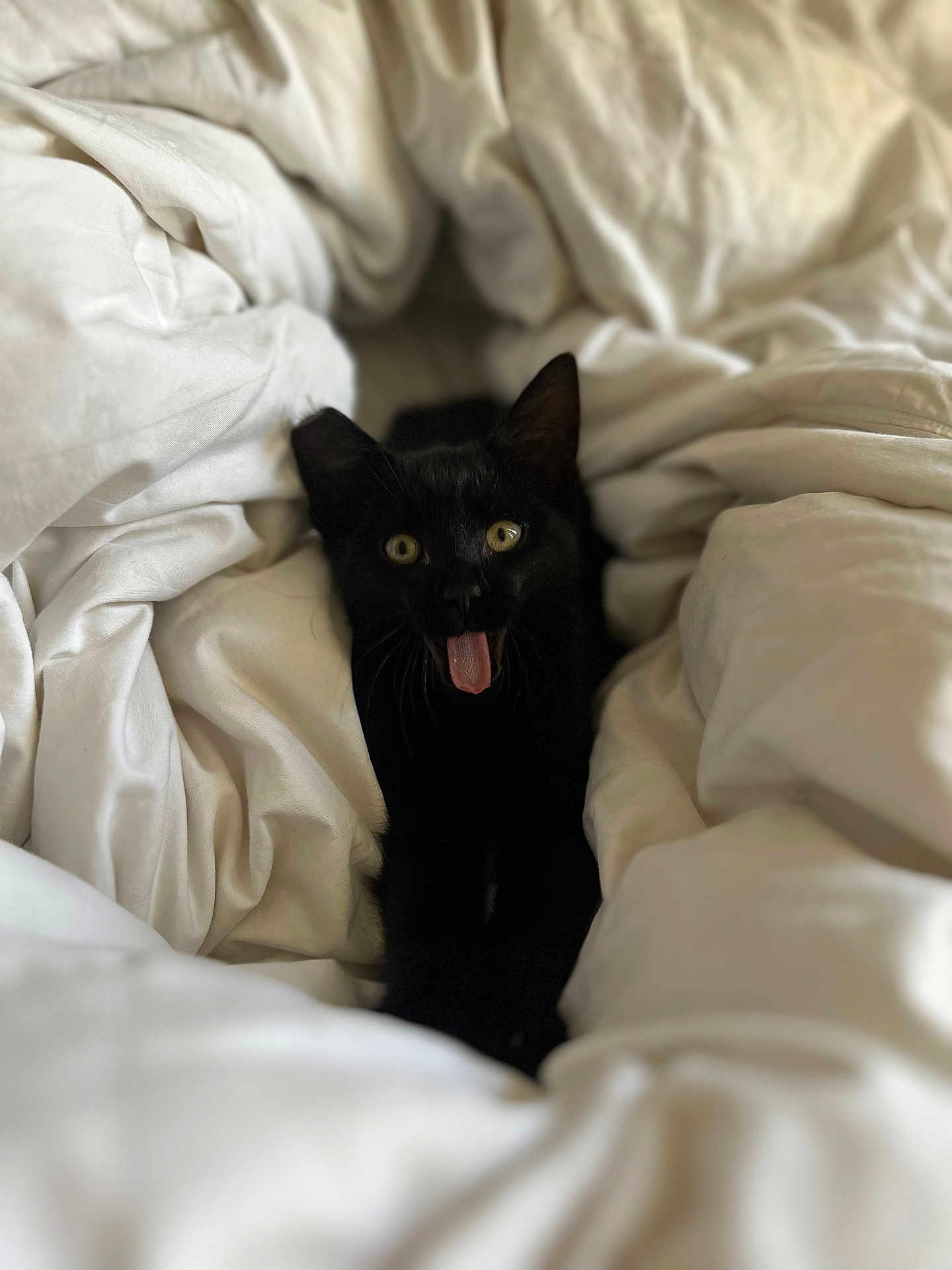 Spookie is registered to the contest to win money with this photo: black_cat, cat, pet, animal, feline, tongue_out, blanket, white_blanket, cozy, indoor, cute, fur, whiskers, bed, soft, resting, expression, eyes, ears, closeup