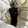 Spookie is registered to the contest to win money with this photo: black_cat, cat, pet, animal, blanket, white_blanket, cozy, indoor, fur, whiskers, eyes, ears, bed, comfort, cute, sleepy, resting, feline, domestic_animal, soft
