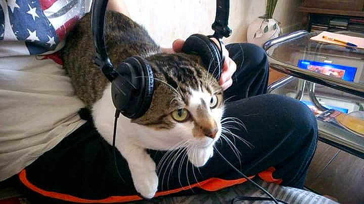 Grosminet a rejoint le concours — aidez-le/la à gagner de superbes lots ! aegean_cat, american_shorthair, asian, audio_equipment, carnivore, cat, domestic_short_haired_cat, ear, electronic_device, european_shorthair, felidae, gadget, kitten, small_to_medium_sized_cats, tabby_cat, technology, whiskers