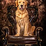 Ranger participe au concours pour gagner de l'argent avec cette photo : animal, background, brown, calm, chair, cute, decorative, dog, elegant, fluffy, furniture, golden_retriever, indoor, leather, looking_at_camera, pet, portrait, sitting, studio, vintage