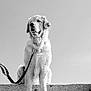 Ranger participe au concours pour gagner de l'argent avec cette photo : alone, animal, black_and_white, calm, canine, close_up, concrete, daylight, dog, fur, leash, looking_away, mammal, monochrome, outdoor, pet, portrait, sitting, sky, steps