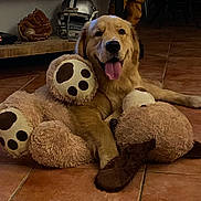 Ranger participe au concours pour gagner de l'argent avec cette photo : brown, cozy, cute, dog, floor, furniture, glove, golden_retriever, helmet, indoor, pet, playful, relaxing, smiling, sports_equipment, stuffed_animal, teddy_bear, tile, tongue_out, toy