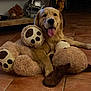 brown, cozy, cute, dog, floor, furniture, glove, golden_retriever, helmet, indoor, pet, playful, relaxing, smiling, sports_equipment, stuffed_animal, teddy_bear, tile, tongue_out, toy