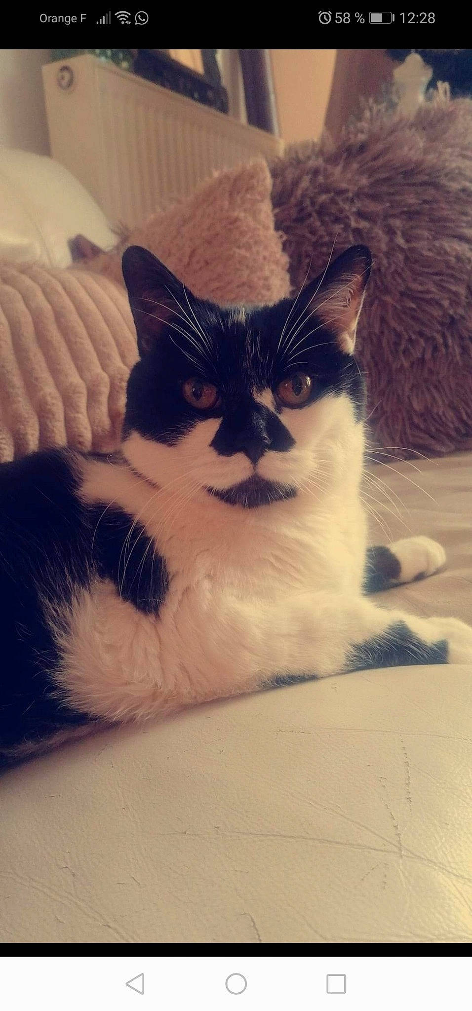 Bamboo participe au concours pour gagner de l'argent avec cette photo : carnivore, cat, cloud, comfort, domestic_short_haired_cat, eye, felidae, foot, fur, head, human_body, human_leg, leg, meteorological_phenomenon, paw, sky, small_to_medium_sized_cats, snout, tail, whiskers