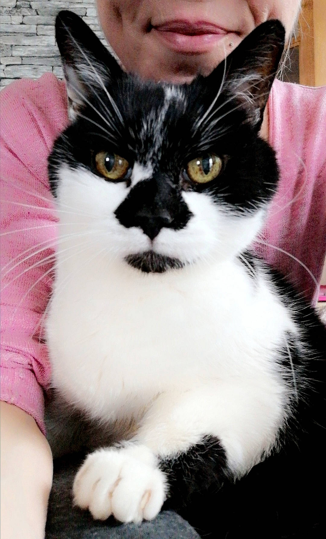 Bamboo participe au concours pour gagner de l'argent avec cette photo : carnivore, cat, domestic_short_haired_cat, ear, felidae, fur, moustache, small_to_medium_sized_cats, smile, snout, tail, terrestrial_animal, whiskers