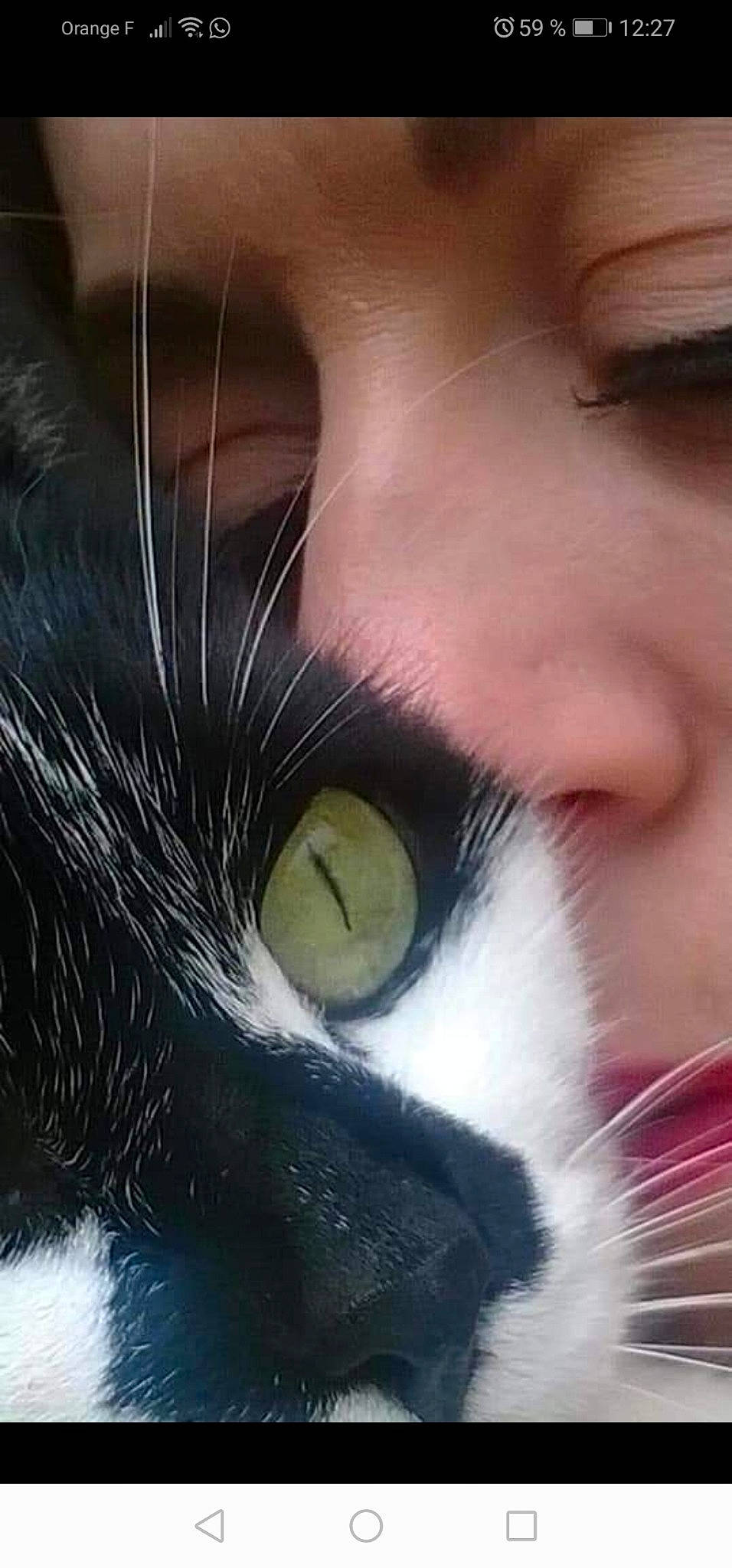 Bamboo a rejoint le concours — aidez-le/la à gagner de superbes lots ! carnivore, cat, close_up, domestic_short_haired_cat, ear, eyelash, felidae, fur, iris, light, macro_photography, mammal, nose, paw, small_to_medium_sized_cats, snout, tail, terrestrial_animal, vertebrate, whiskers