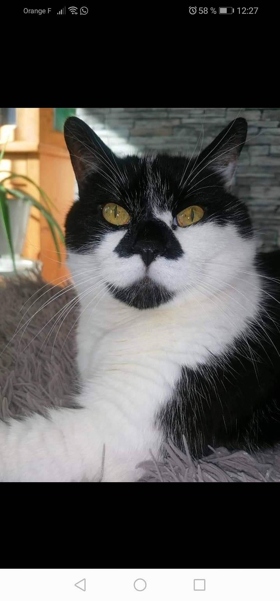 Bamboo a rejoint le concours — aidez-le/la à gagner de superbes lots ! carnivore, cat, domestic_short_haired_cat, eye, felidae, flowerpot, fur, human_body, plant, small_to_medium_sized_cats, snout, tail, terrestrial_animal, whiskers