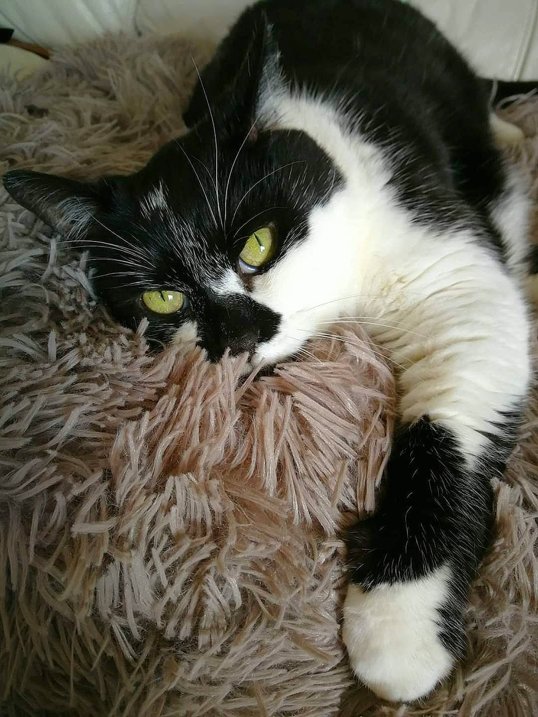 Bamboo a rejoint le concours — aidez-le/la à gagner de superbes lots ! black_and_white, carnivore, cat, domestic_long_haired_cat, domestic_short_haired_cat, european_shorthair, eye, felidae, fur, kitten, norwegian_forest_cat, persian, plant, small_to_medium_sized_cats, snout, whiskers