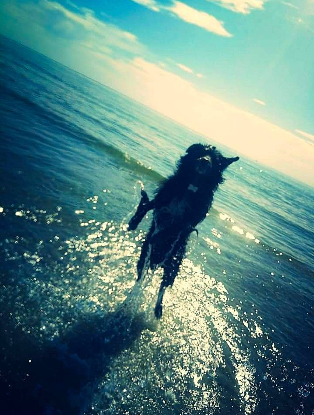 Falco participe au concours pour gagner de l'argent avec cette photo : backlighting, beach, boardsport, cloud, dog, electric_blue, flash_photography, happy, horizon, landscape, liquid, ocean, people_in_nature, recreation, skimboarding, sky, surface_water_sports, water, wind, wind_wave