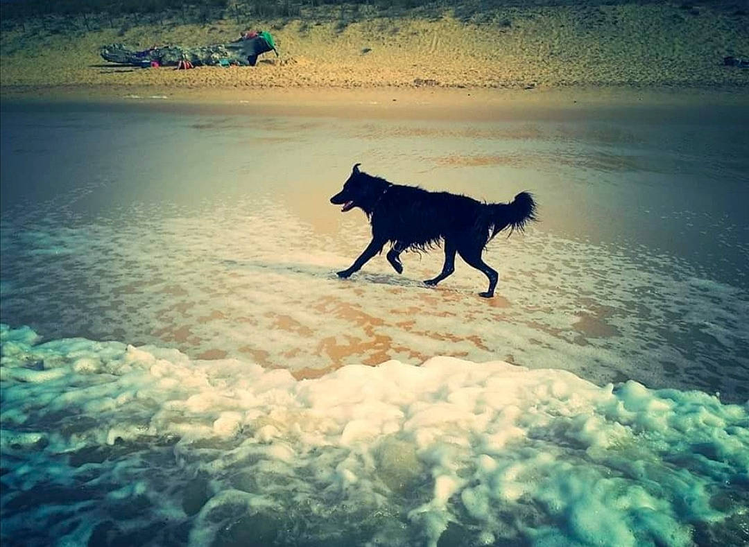 Falco participe au concours pour gagner de l'argent avec cette photo : arctic, canidae, carnivore, cloud, dog, dog_breed, freezing, glacial_landform, guard_dog, horizon, ice_cap, landscape, ocean, polar_ice_cap, sky, slope, snow, sporting_group, water, winter