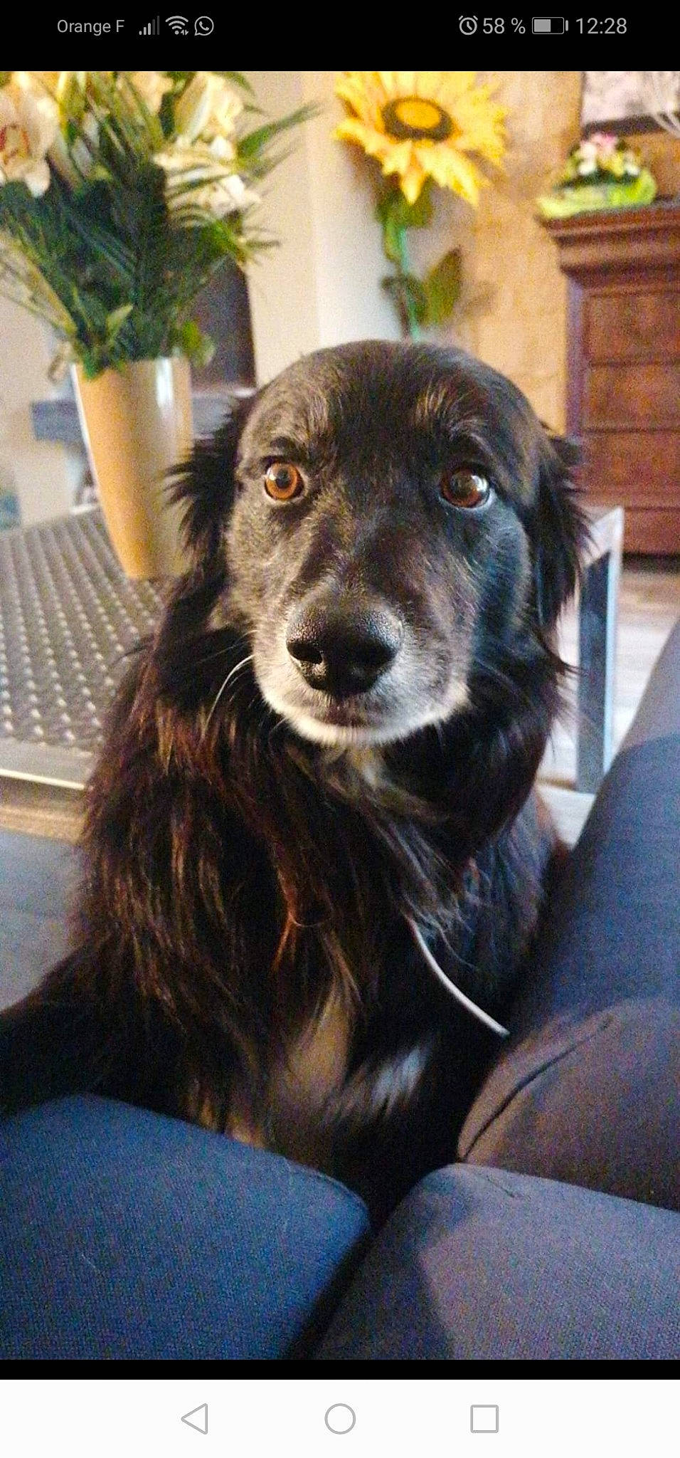 Falco a rejoint le concours — aidez-le/la à gagner de superbes lots ! borador, border_collie, canidae, carnivore, companion_dog, dog, dog_breed, door, eye, flowerpot, fur, herding_dog, houseplant, plant, snout, sporting_group, whiskers, working_animal, working_dog