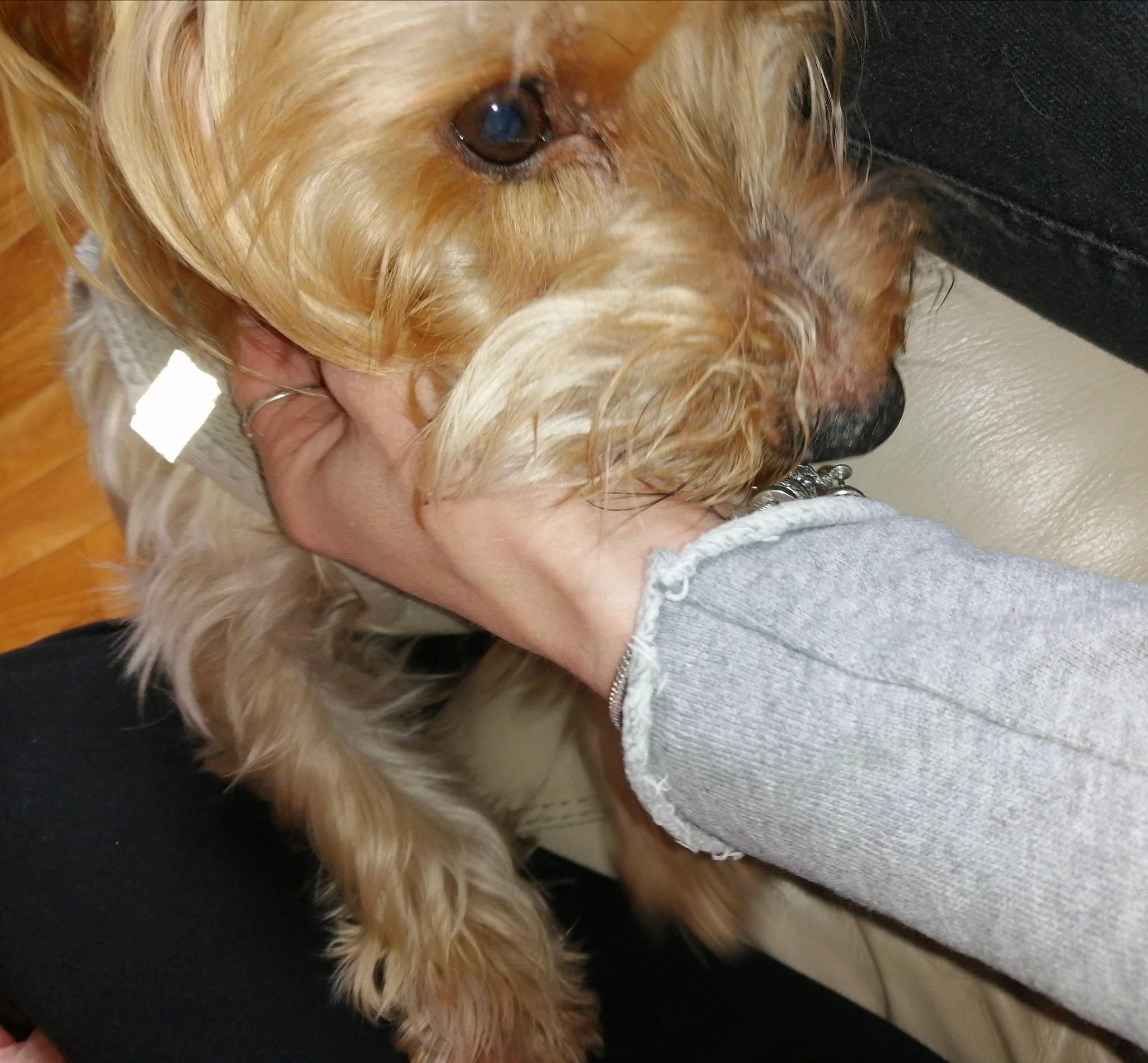 Lotus a rejoint le concours — aidez-le/la à gagner de superbes lots ! canidae, carnivore, comfort, companion_dog, dog, dog_breed, dog_supply, fur, labradoodle, liver, maltepoo, poodle_crossbreed, puppy_love, shih_poo, small_terrier, snout, sporting_group, terrier, toy_dog, working_animal