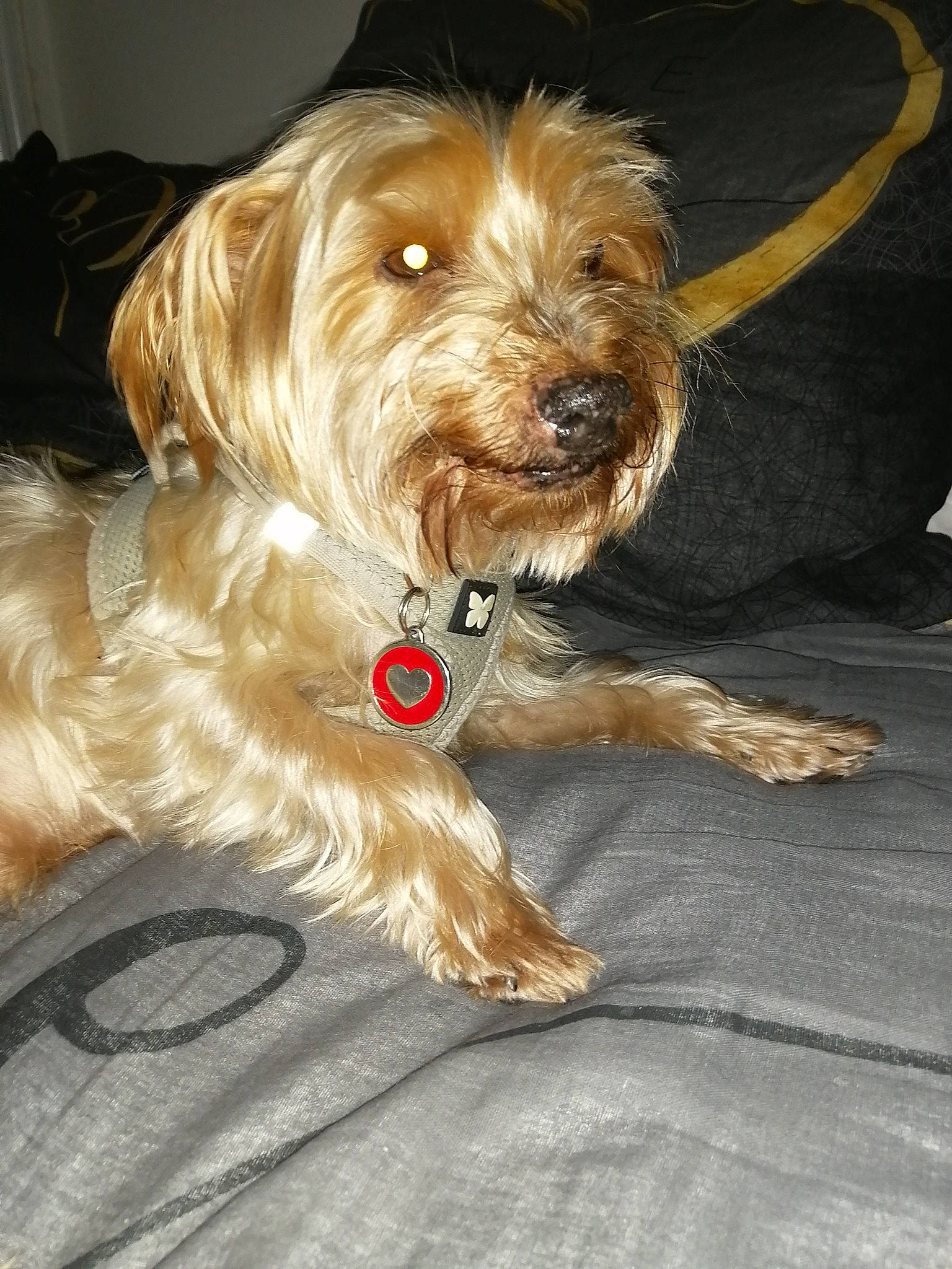 Lotus participe au concours pour gagner de l'argent avec cette photo : biewer_terrier, carnivore, companion_dog, dog, dog_breed, dog_collar, dog_supply, fur, labradoodle, liver, maltepoo, poodle_crossbreed, small_terrier, sporting_group, terrier, tibetan_terrier, toy_dog, water_dog, working_animal, yorkipoo