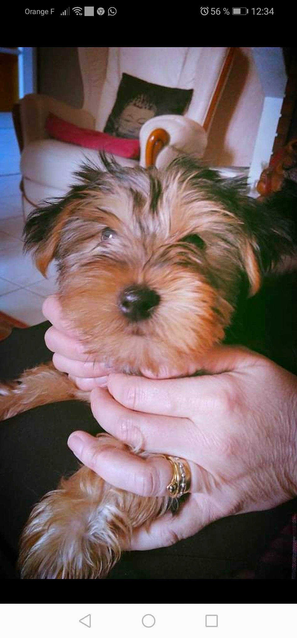 Lotus a rejoint le concours — aidez-le/la à gagner de superbes lots ! biewer_terrier, canidae, carnivore, companion_dog, dog, dog_breed, fawn, fur, liver, maltepoo, nail, non_sporting_group, puppy, puppy_love, small_terrier, snout, sporting_group, terrier, toy_dog, working_animal