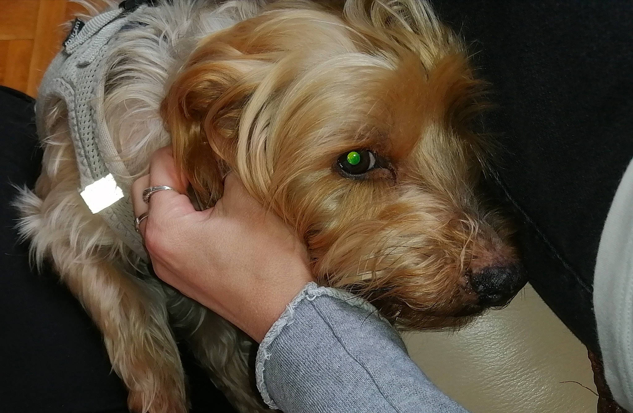 Lotus a rejoint le concours — aidez-le/la à gagner de superbes lots ! canidae, carnivore, comfort, companion_dog, dog, dog_breed, dog_supply, fawn, fur, labradoodle, liver, puppy_love, small_terrier, snout, sporting_group, terrier, toy_dog, working_animal