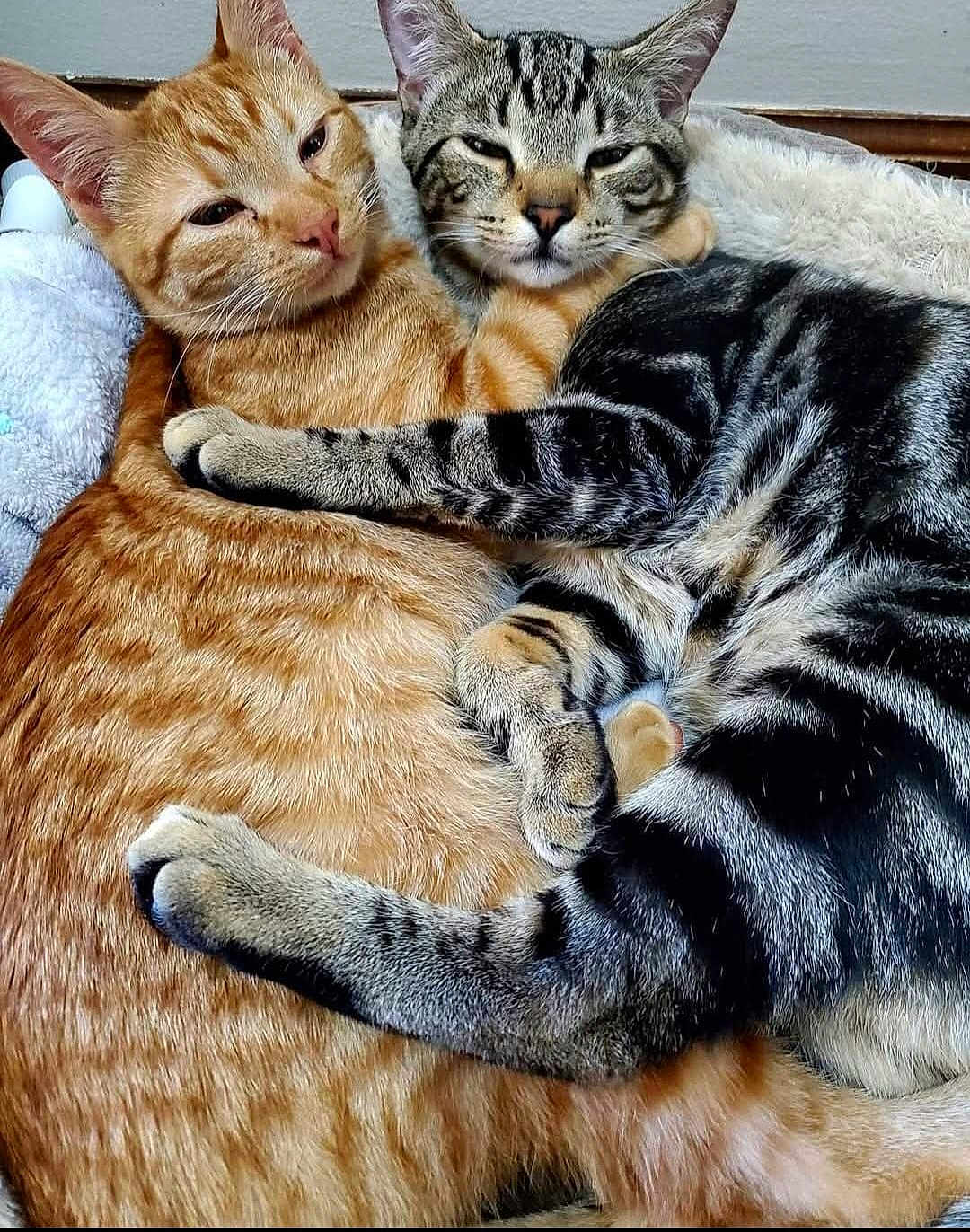 Mollieollie is registered to the contest to win money with this photo: cat, cats, orange_tabby, grey_tabby, tabby, cuddling, hugging, paws, whiskers, fur, closeup, pet, pets, cozy, bed, blanket, indoor, sleepy, pair, friendship