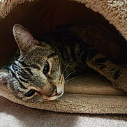Mollieollie is registered to the contest to win money with this photo: cat, tabby_cat, pet, fur, whiskers, close_up, blanket, bed, tunnel, cozy, indoor, resting, muzzle, ear, paw, sleepy, texture, portrait, soft, animal